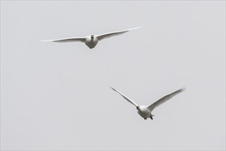 Tundra swans (Cygnus bewickii) flying, Emsland, Lower Saxony, Germany, Europe