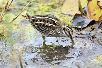 Jack snipe (Lymnocryptes minimus), foraging, Switzerland, Europe