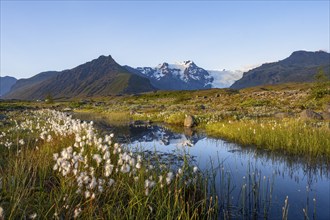 Reflection in a river with cotton grass, view of glacier tongues and mountains, glacier tongue