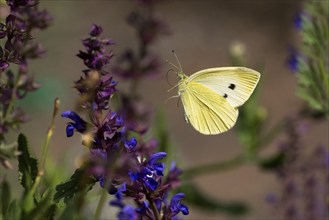 Cabbage butterfly (Pieris brassicae) flies to flower of meadow clary (Salvia pratensis), Hesse,