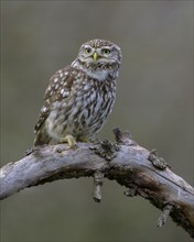 Little Owl (Athene noctua), calling male on dead apple tree branch, Biosphere Reserve, Swabian Alb,