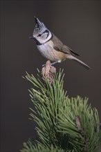 Crested Tit (Lophophanes cristatus), on mountain pine, Biosphere Reserve, Swabian Alb,