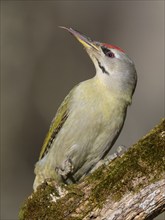 Grey-headed woodpecker (Picus canus), male on a moss-covered rotten tree trunk extending his