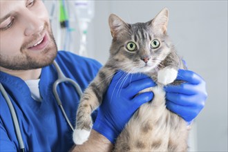 Male surgeon examines a fat cat. Veterinary and pet care concept.