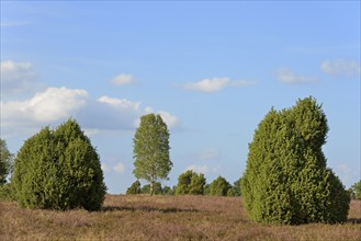 Heath landscape, typical vegetation, solitary tree birch (Betula) and juniper (Juniperus communis)