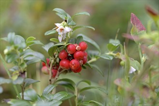 Lingonberry (Vaccinium vitis-idaea), wild dwarf shrub with flowers and red fruits, Südheide nature