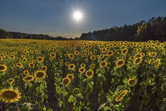 Sunflower (Helianthus annuus) field with sun in the backlight, Franconia, Bavaria, Germany, Europe