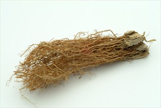 Vetiver, Chrysopogon zizanioides, Andropogon squarrosus, Andropogon muricatus, a sweet grass, is