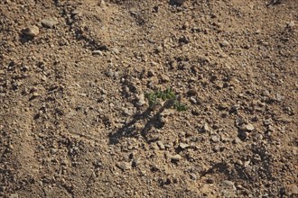 Incense tree seedling, Wadi Dawqah, incense tree crops, UNESCO World Heritage Site, frankincense