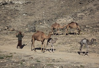 Camel herd in the Dhofar area, Jabal al Qamar, Southern Oman