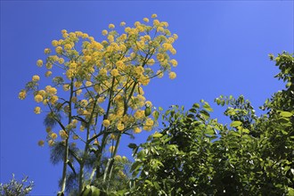 Giant blue fennel, also known as giant fennel (Ferula communis), Sicily, Italy, Europe