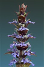 Blue bugles (Ajuga reptans), also known as guilder's goutweed, medicinal plant, infusion of dried