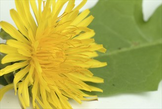 Common dandelion (Taraxacum) Ruderalia, Taraxacum officinale, medicinal plant, the most important