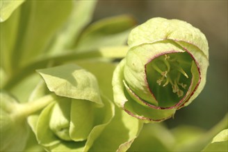 Stinking hellebore (Helleborus foetidus), formerly often used as a medicinal plant