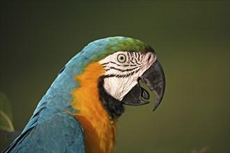 Blue-and-Yellow Macaw (Ara ararauna), Pantanal, Brazil, side, profile, South America