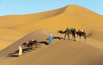 Morocco, camel driver, Berber, Erg Chebbi desert, dunes, Africa