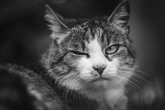 European shorthaired felidae (Felis catus), mackerel coat, looking at the camera, Lower Austria,