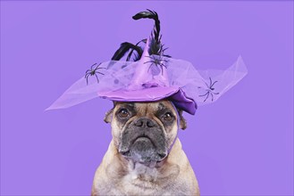 Portrait of French Bulldog dog with Halloween costume witch hat on purple background