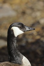 Canada Goose (Branta canadensis), Portrait, Wildlife, Wilden, North Rhine-Westphalia, Germany,