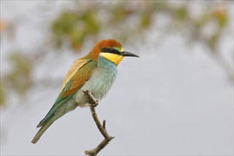 European bee-eater (Merops apiaster) Young bird, sitting on a branch, Lake Neusiedl National Park,