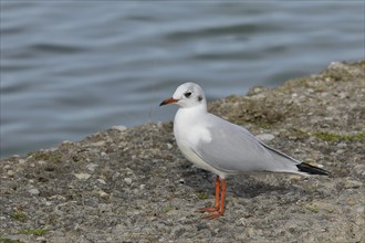 Black-headed Black-headed Gull (Chroicocephalus ridibundus), standing on a wall on the lakeshore,