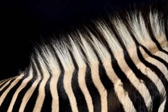 Detail, mane of a plains zebra (Equus quagga), captive, Munich, Bavaria, Germany, Europe