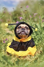 Cute happy French Bulldog dog in poncho bee costume between flowers