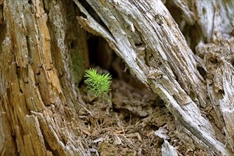 European spruce (Picea abies), seedling growing on deadwood, Stillachtal near Oberstdorf, Allgäu