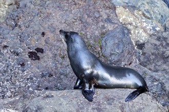 Robbe (Pinnipedia), Bootsfahrt, Akaroa, Banks Peninsula, Canterbury, Neuseeland