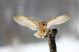 Central European barn owl (Tyto alba guttata), adult, flying, in winter, in snow, landing on wait,