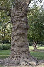 Plane tree (Platanus hispanica), Novi Sad, Serbia, Europe