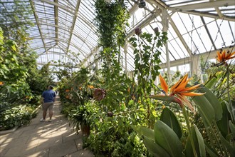 Strelitzia (Strelizia), Temperate House, largest Victorian greenhouse in the world, Royal Botanic