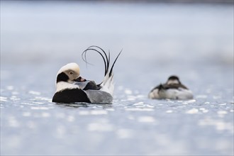 Long-tailed duck (Clangula hyemalis), male in splendour plumage during plumage care, Batsfjord,