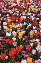 Many colourful tulips in one area