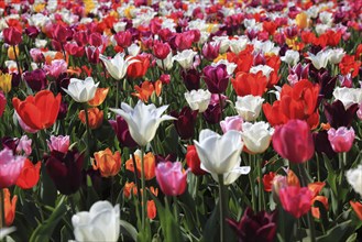 Many colourful tulips in one area