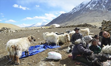 Pashmina goats