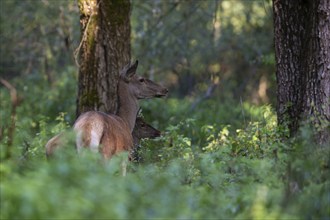 Red deer (Cervus elaphus), portrait, hind with calf in the forest