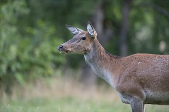 Red deer (Cervus elaphus), portrait, hind