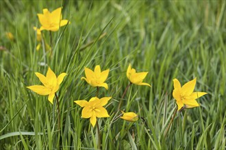 Wild tulips (Tulipa sylvestris) in flower, Saxony, Germany, Europe