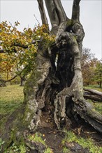 Ancient copper beech (Fagus sylvatica), Hutebuche, Hutewald Halloh, Hesse, Germany, Europe