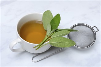 Sage tea in a cup and sage leaves (Salvia officinalis)