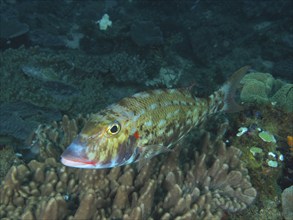 Cheek patch snapper (Lethrinus rubrioperculatus), dive site Sodwana Bay National Park, Maputaland