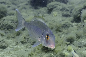 Canary bream (Dentex canariensis), dive site El Cabron Marine Reserve, Arinaga, Gran Canaria,