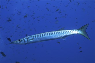 Barracuda (Sphyraena sphyraena) in the Mediterranean Sea near Hyères. Dive site Giens Peninsula,