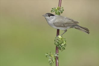 Blackcap (Sylvia atricapilla), male, sitting on a branch of a dog rose (Rosa canina), migratory