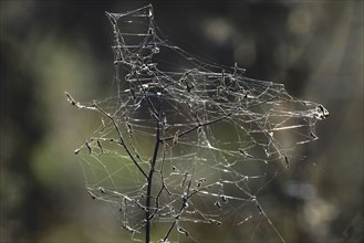 Cobwebs in autumn, Germany, Europe