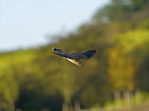 Kestrel, female Common Kestrel (Falco tinnunculus) in hunting flight, Solms, Hesse, Germany, Europe