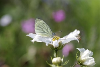 Green-veined white (Pieris napi), butterfly, butterfly, insect, wing, flower, blossom, The rape