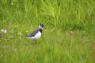 Northern lapwing (Vanellus vanellus), young bird, in a wet meadow, Dümmer, Lower Saxony, Germany,