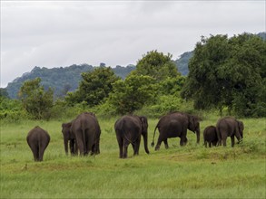 Herd of elephants (Elephas maximus maximus) Minneriya National Park, Sri Lanka, Asia